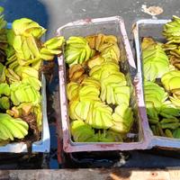 Salvinia Natans, pianta acquatica galleggiante
