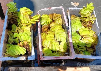 Salvinia Natans, pianta acquatica galleggiante
