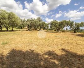 TER. AGRICOLO A PALOMBARA SABINA