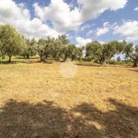 TER. AGRICOLO A PALOMBARA SABINA