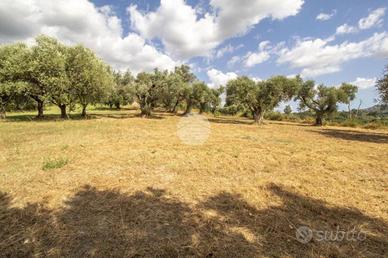 TER. AGRICOLO A PALOMBARA SABINA