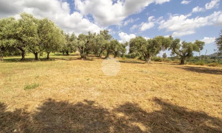 TER. AGRICOLO A PALOMBARA SABINA