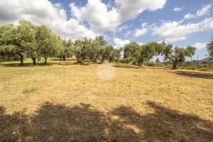 TER. AGRICOLO A PALOMBARA SABINA