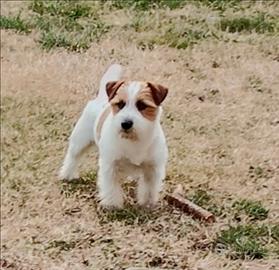 Jack russell terrier per accoppiamento