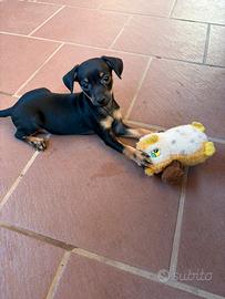 Pinscher