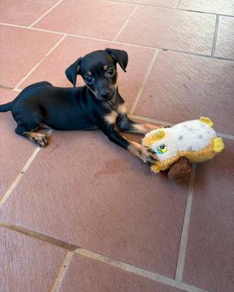 Pinscher