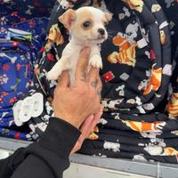 Cuccioli di Chiwawa mini