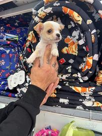 Cuccioli di Chiwawa mini