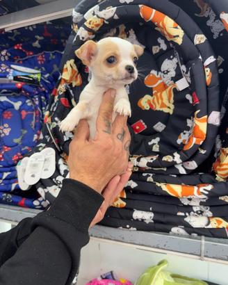 Cuccioli di Chiwawa mini