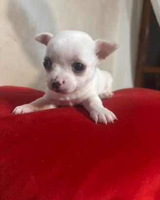 Chiwawa