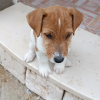 Jack russel
