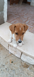 Jack russel