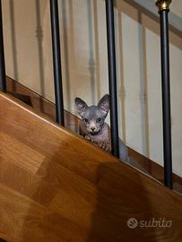 Cuccioli sphynx