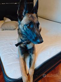 Cuccioli di pastore belga malinois