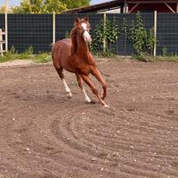 Puledro 20 mesi Quarter horse linee da barrel