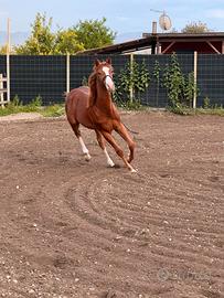Puledro 20 mesi Quarter horse linee da barrel