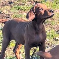 Rhodesian Ridgeback