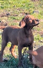 Rhodesian Ridgeback