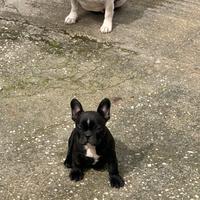 Cucciolo bulldog francese