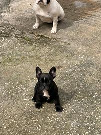 Cucciolo bulldog francese