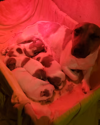 Jack russell terrier cuccioli bicolore