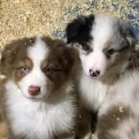 Pastore australiano con pedigree ENCI