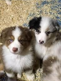 Pastore australiano con pedigree ENCI