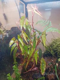 begonia maculata nana