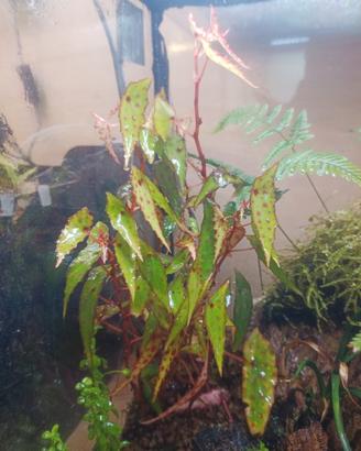 begonia maculata nana