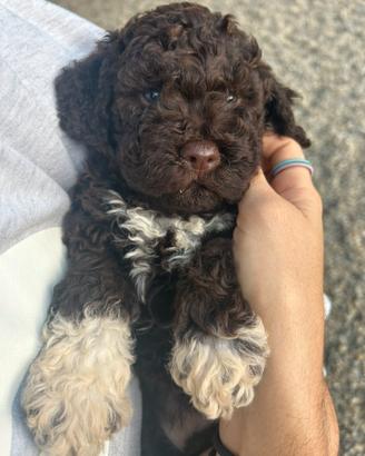 Cuccioli lagotto romagnolo