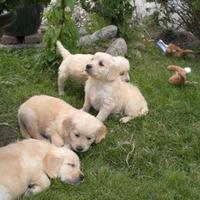 Golden Retriever cuccioli con Pedigree Italiano