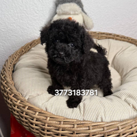 Splendido cucciolo di Barboncino Total Black nero