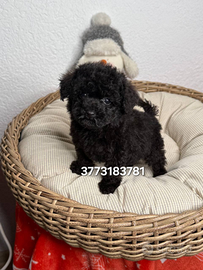 Splendido cucciolo di Barboncino Total Black nero