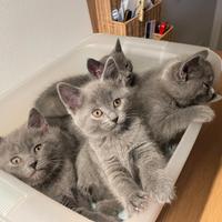 Cucciole di gatto certosino-chartreux