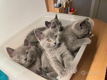 Cucciole di gatto certosino-chartreux