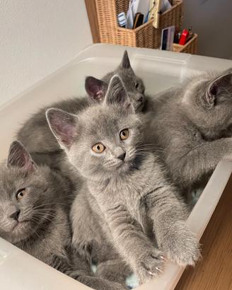 Cucciola femmina di gatto certosino-chartreux