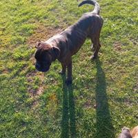 Cane razza BOXER maschio 9 mesi