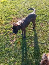 Cane razza BOXER maschio 9 mesi