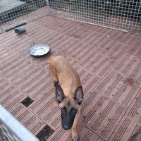 Cucciolo pastore Belga Malinois