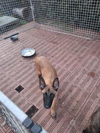 Cucciolo pastore Belga Malinois