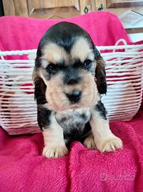 Cocker spaniel inglese pedigree focato