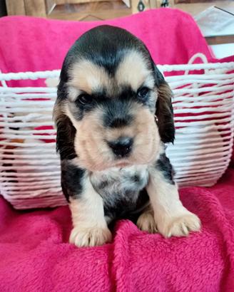 Cocker spaniel inglese pedigree focato