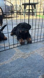 Rottweiler