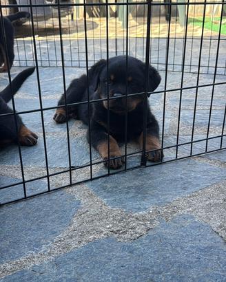 Rottweiler