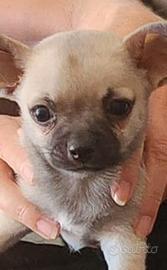 Chihuahua cucioli originali mini maschi