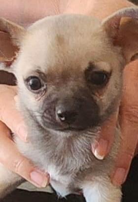 Chihuahua cucioli originali mini maschi