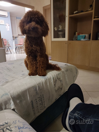 Barboncino Toy Red disponibile per monta