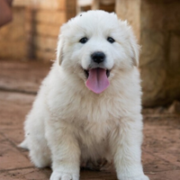 Cuccioli di pastore maremmano abruzzese