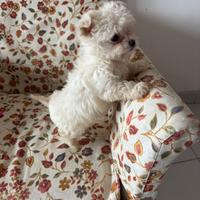 Maltese toy