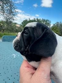 Bulldog francese